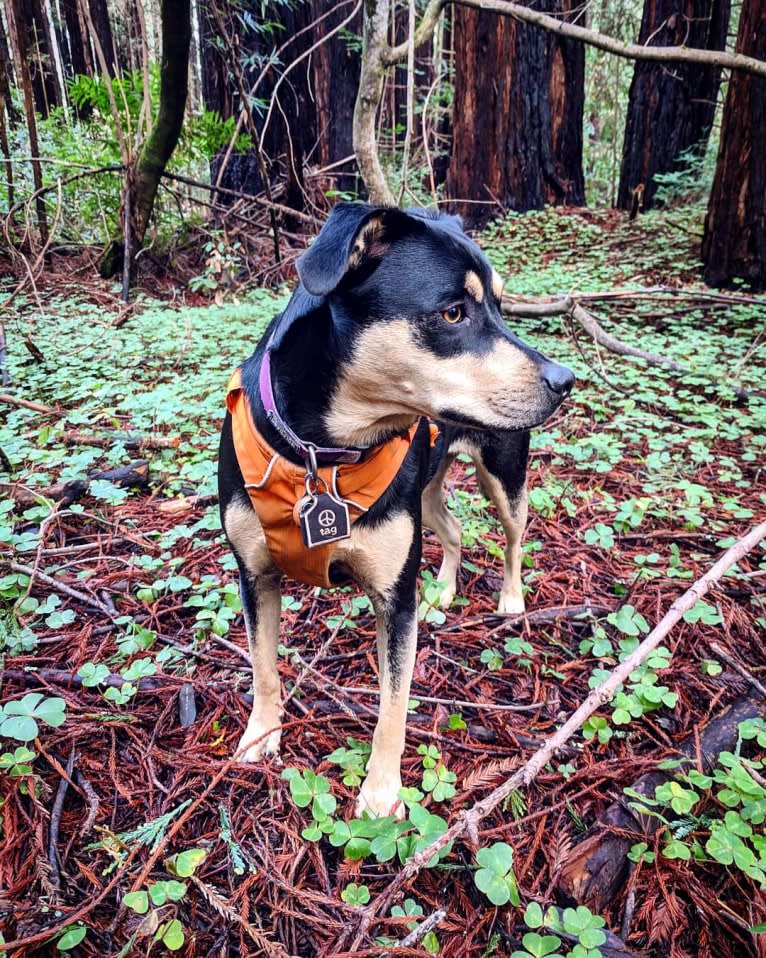 Kira Bear, an American Pit Bull Terrier and Australian Shepherd mix tested with EmbarkVet.com