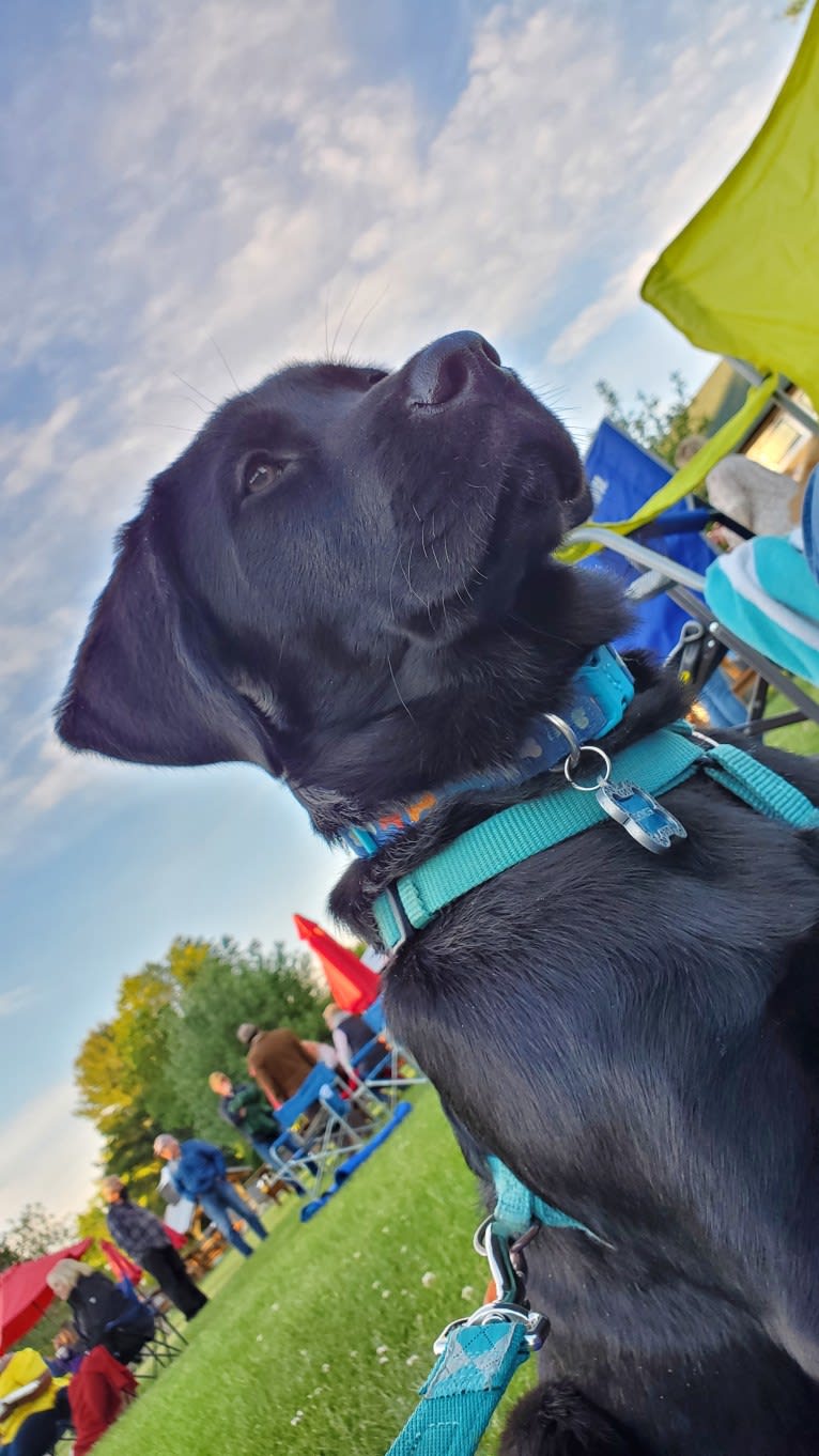 Chowder, a Siberian Husky and Labrador Retriever mix tested with EmbarkVet.com