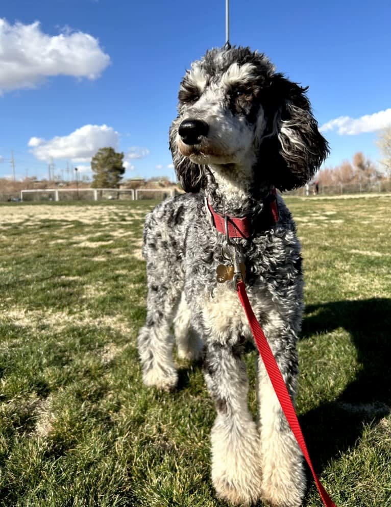 Liberty, a Poodle (Standard) tested with EmbarkVet.com