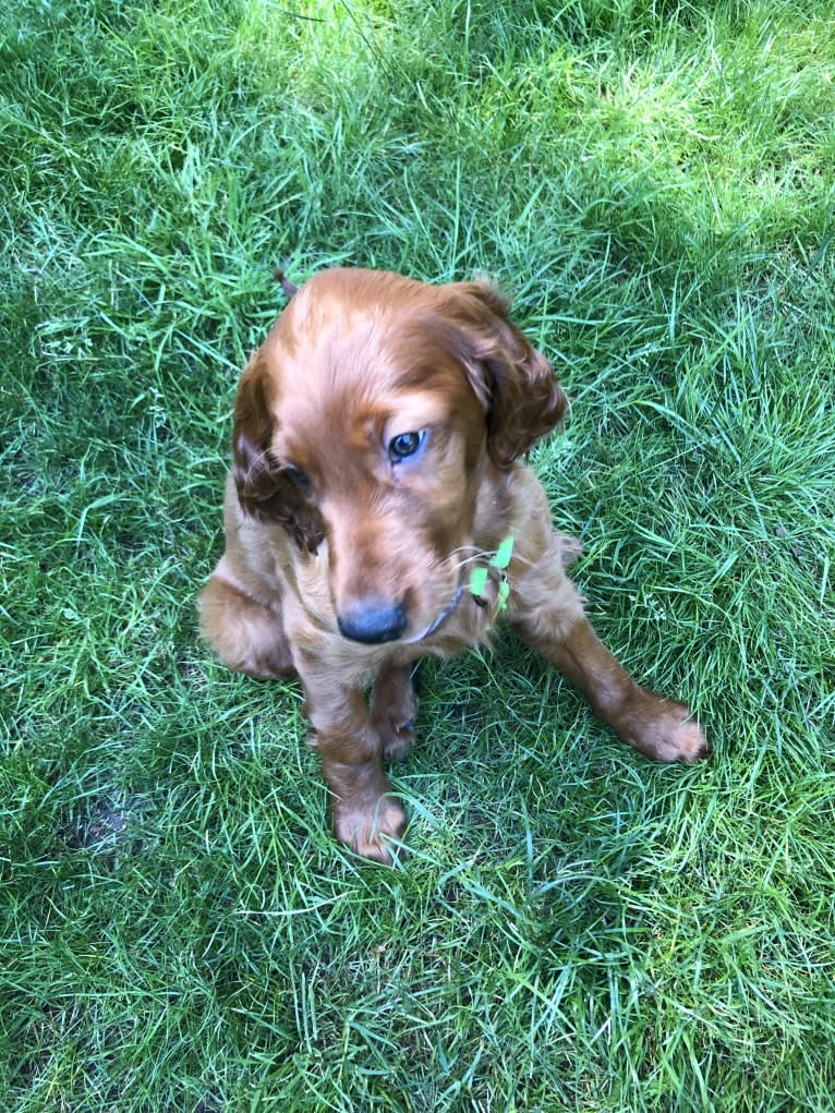 Riley Oisín, an Irish Setter tested with EmbarkVet.com