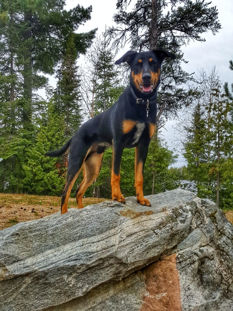 Hati, a Doberman Pinscher and German Shepherd Dog mix tested with EmbarkVet.com