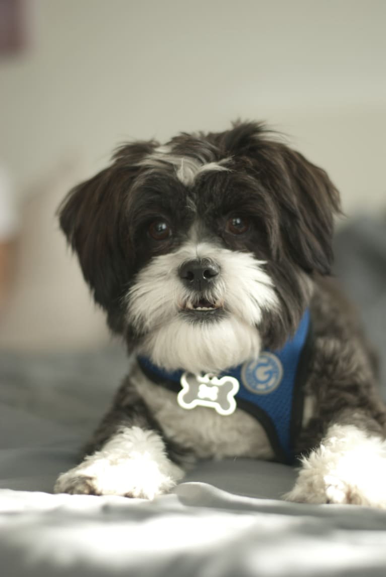 Winston, a Shih Tzu and Miniature Schnauzer mix tested with EmbarkVet.com