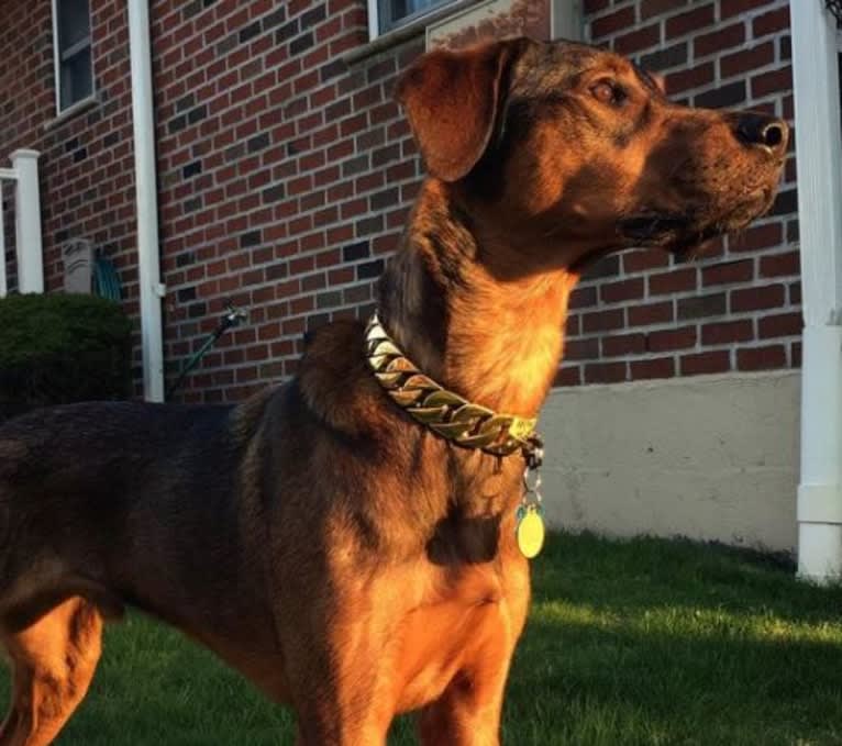 Milo, a Rottweiler and Golden Retriever mix tested with EmbarkVet.com