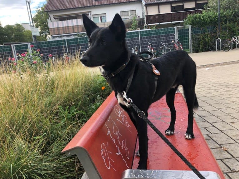 Chesley, a Canaan Dog tested with EmbarkVet.com