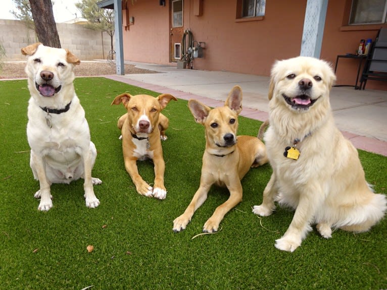 Bean, a Chow Chow and Chihuahua mix tested with EmbarkVet.com