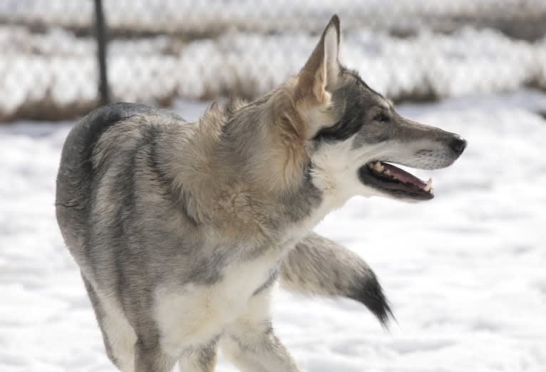 Ember, an Alaskan-type Husky and Siberian Husky mix tested with EmbarkVet.com