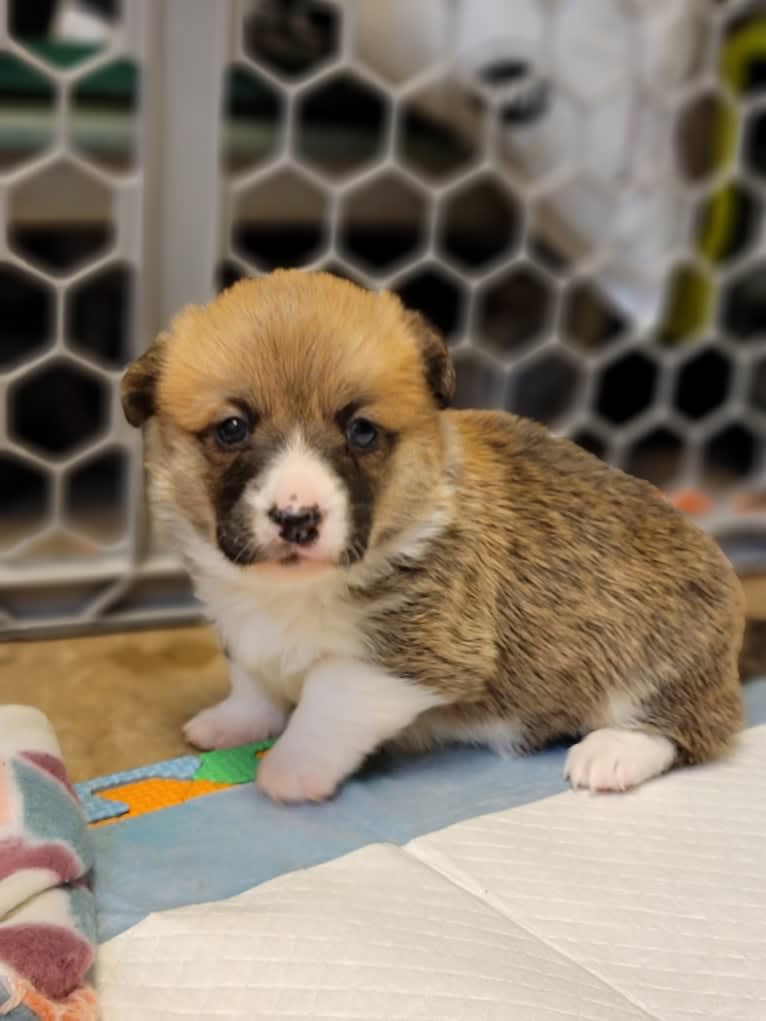 Amaya, a Pembroke Welsh Corgi tested with EmbarkVet.com
