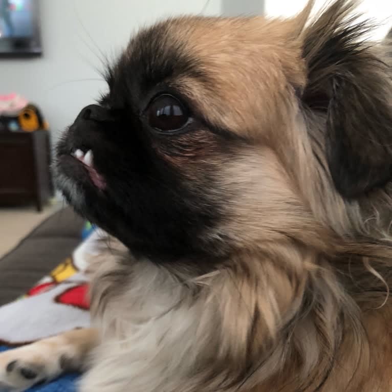 Nugget, a Pekingese and Shih Tzu mix tested with EmbarkVet.com