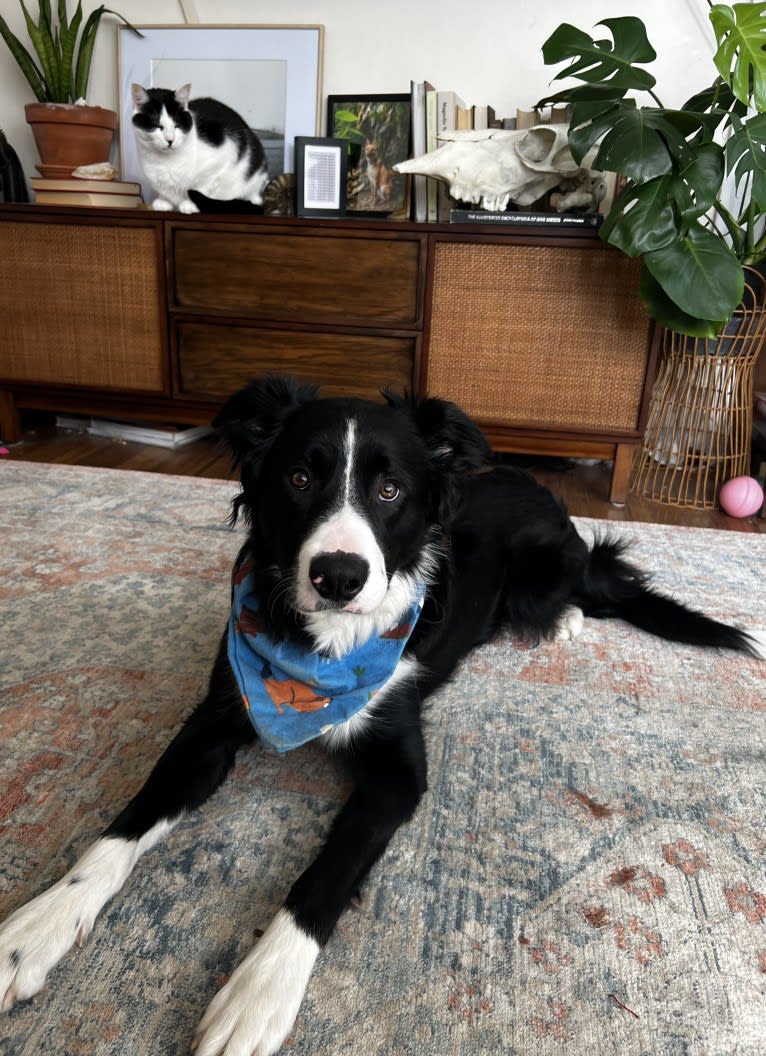 DDF Arlo, a Border Collie tested with EmbarkVet.com