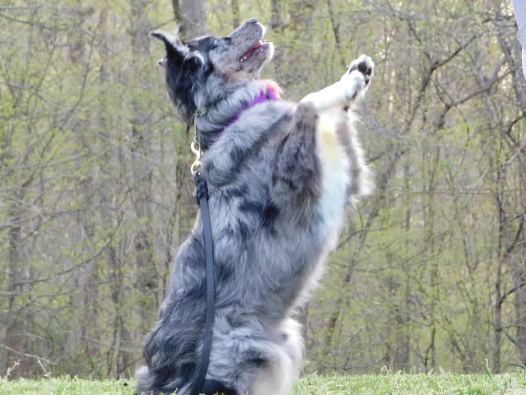 Dakota, an Australian Shepherd tested with EmbarkVet.com