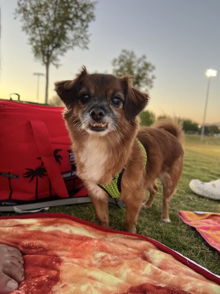 Spencer, a Chihuahua and Poodle (Small) mix tested with EmbarkVet.com
