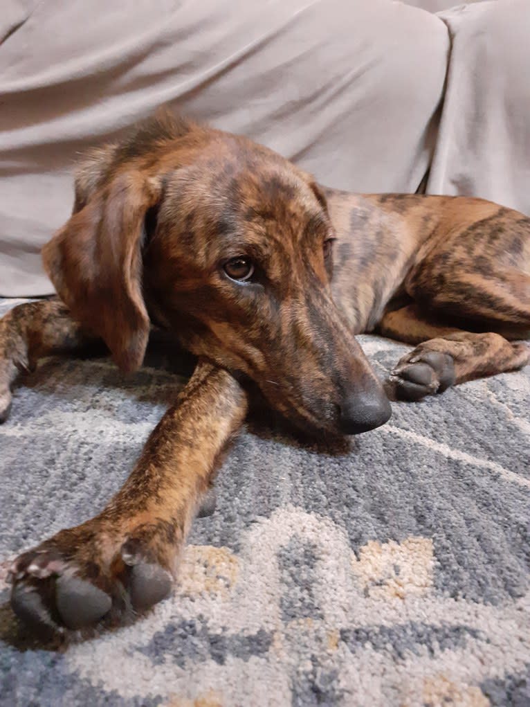 Pheobe, a Catahoula Leopard Dog and American Foxhound mix tested with EmbarkVet.com