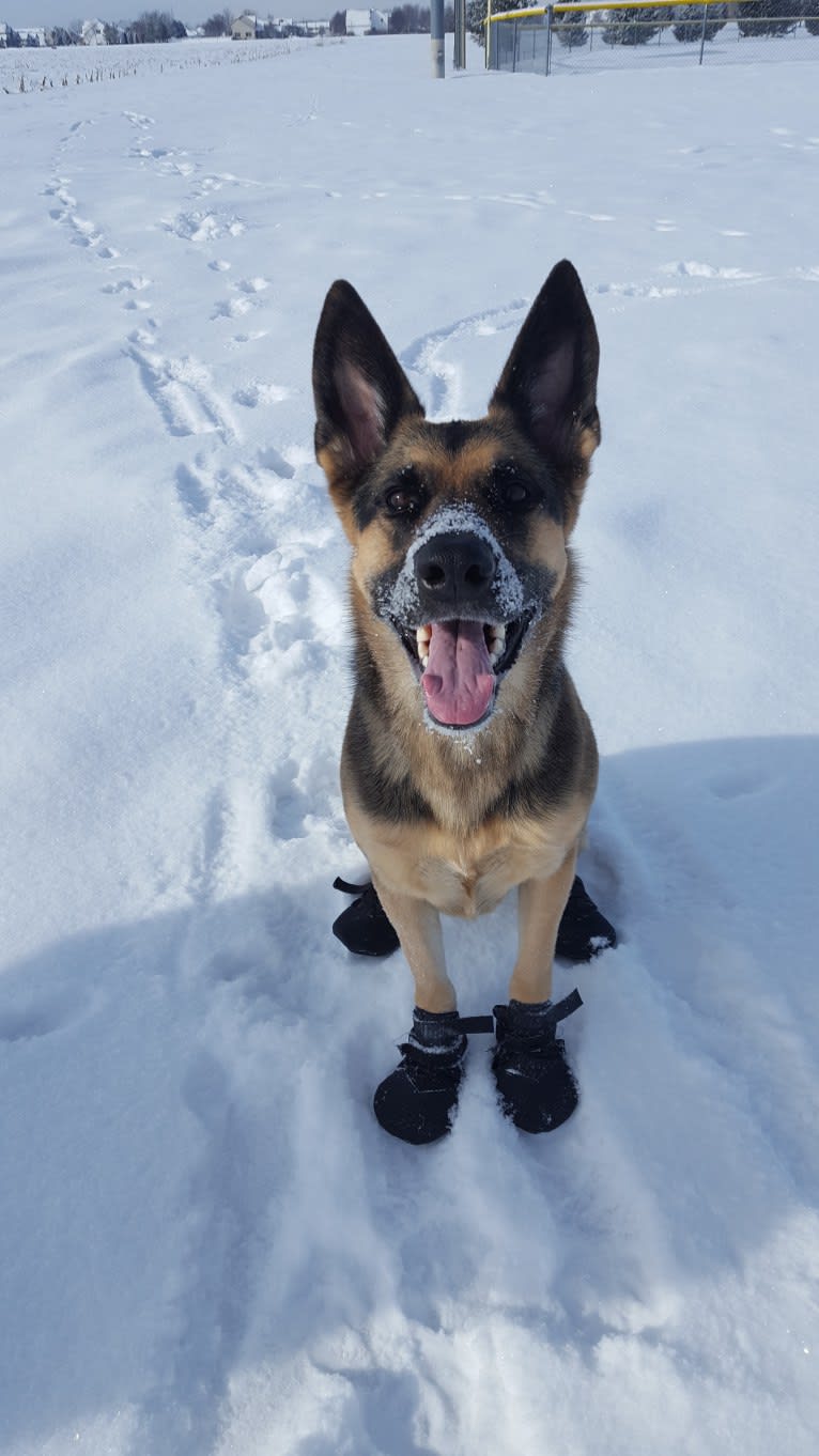 Ava Lynch, a German Shepherd Dog tested with EmbarkVet.com