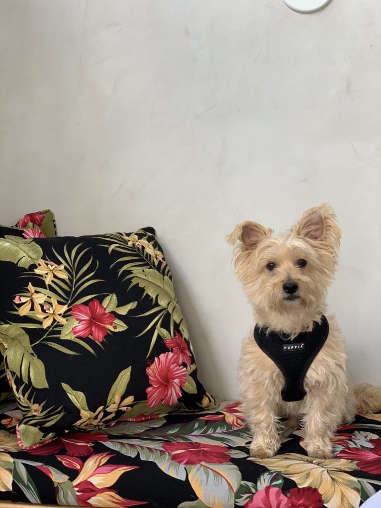 Buster, a Yorkshire Terrier and Coton de Tulear mix tested with EmbarkVet.com