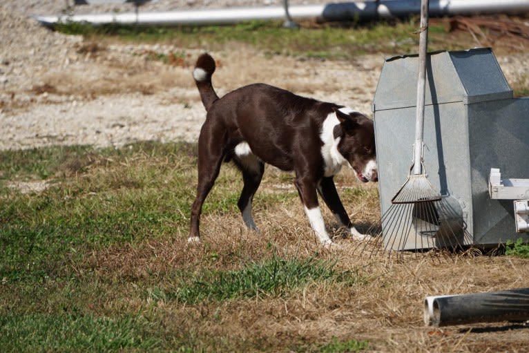 Tad, a McNab and Australian Kelpie mix tested with EmbarkVet.com