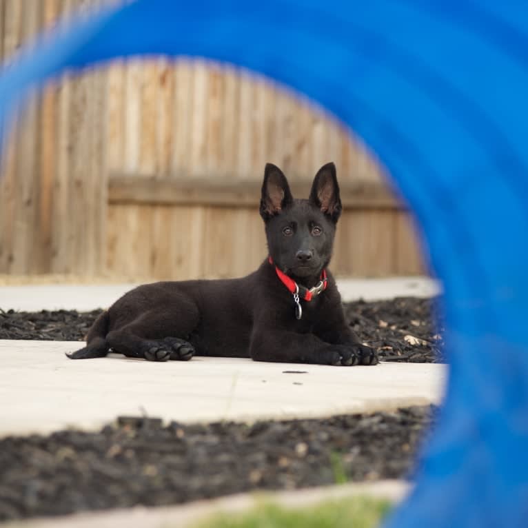 Argo Von Reichenberg, a German Shepherd Dog tested with EmbarkVet.com