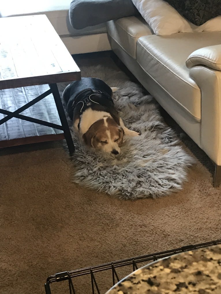 Watson, a Beagle and American Eskimo Dog mix tested with EmbarkVet.com