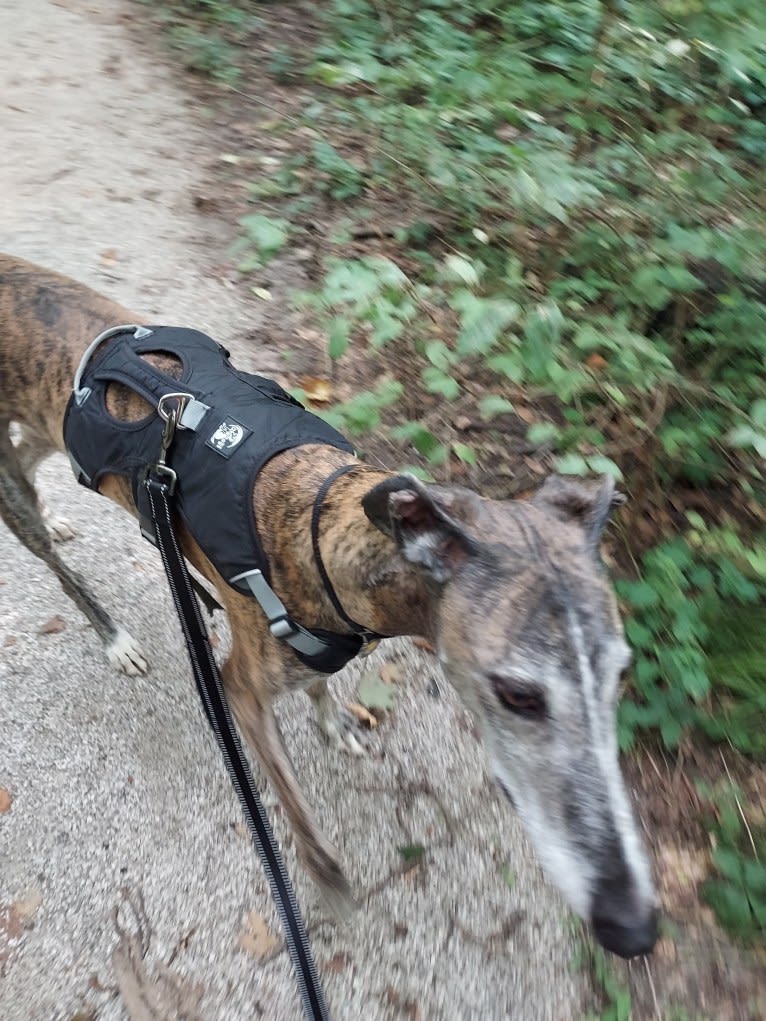 Limite, a Spanish Galgo tested with EmbarkVet.com