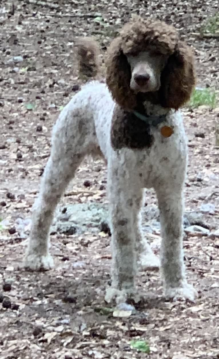 George, a Poodle (Standard) tested with EmbarkVet.com