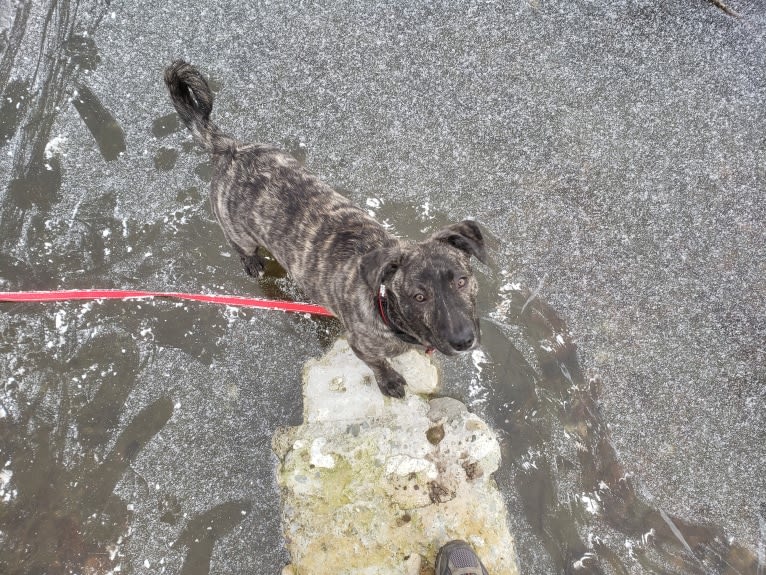 Newton, an American Bulldog and Labrador Retriever mix tested with EmbarkVet.com