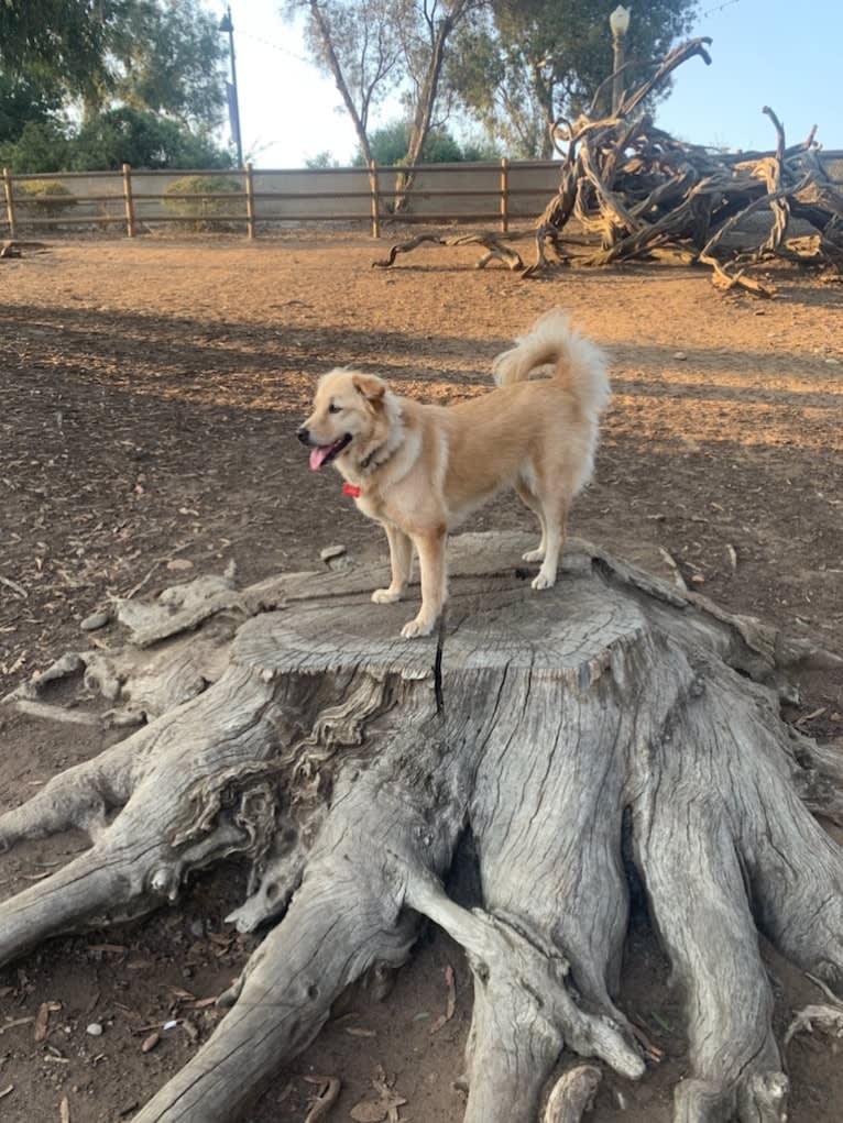 Charlie, a Southeast Asian Village Dog and Golden Retriever mix tested with EmbarkVet.com