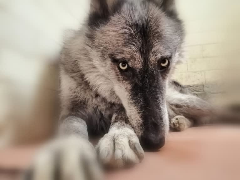 Akela a dog tested with EmbarkVet.com