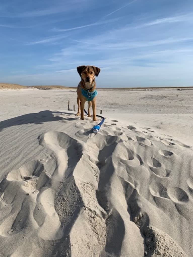 Pretzel, a Beagle and Golden Retriever mix tested with EmbarkVet.com