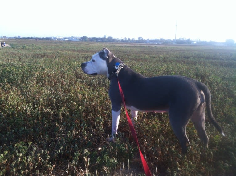 Linda, an American Staffordshire Terrier tested with EmbarkVet.com