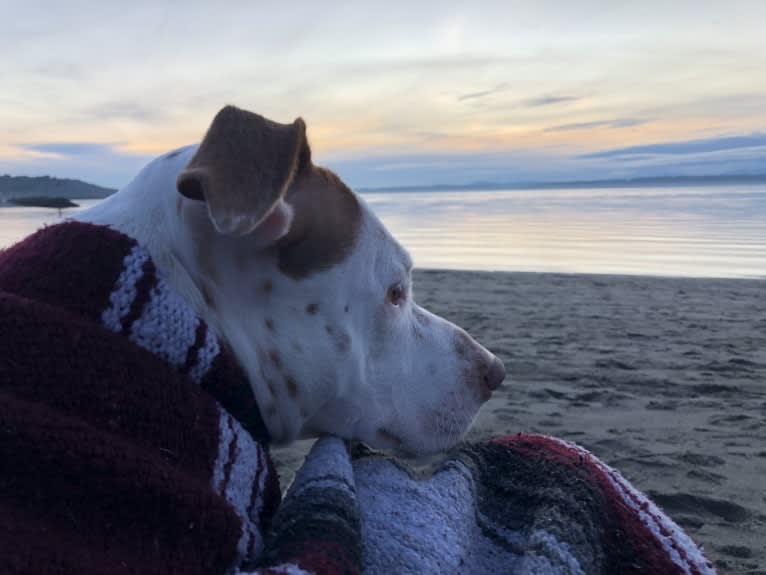 Molly Mae, an American Pit Bull Terrier and Australian Cattle Dog mix tested with EmbarkVet.com