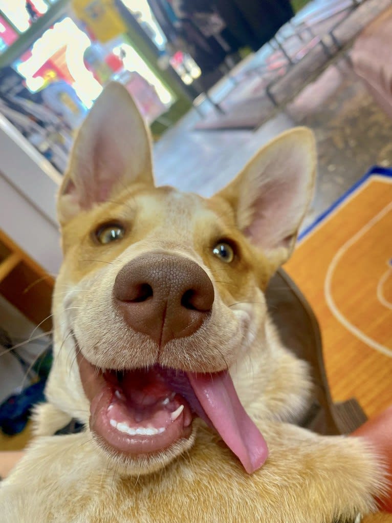 Lou, an Australian Cattle Dog and Australian Shepherd mix tested with EmbarkVet.com