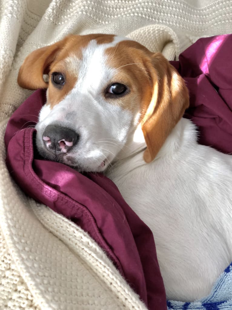 Salem, a Beagle and Staffordshire Terrier mix tested with EmbarkVet.com