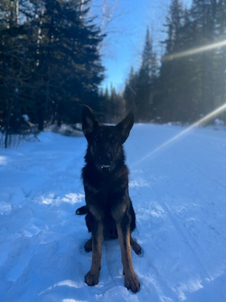 Dino, a German Shepherd Dog tested with EmbarkVet.com