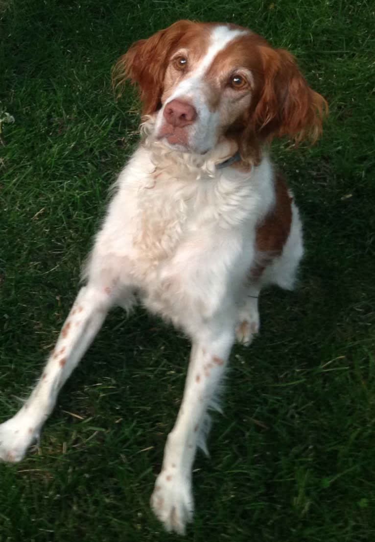 Brody, a Brittany tested with EmbarkVet.com