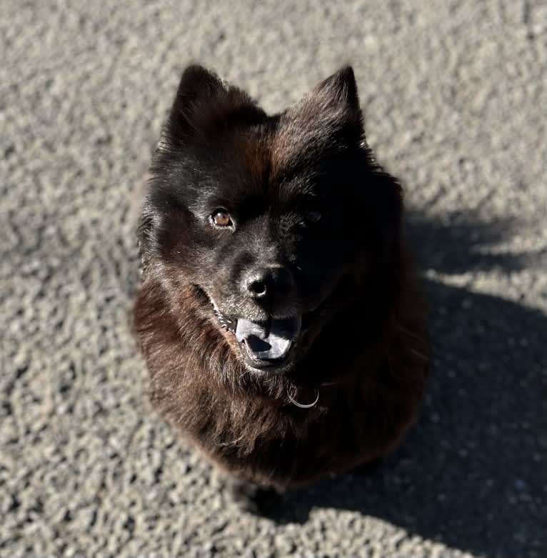 Sheva, a Chow Chow and Norwegian Elkhound mix tested with EmbarkVet.com