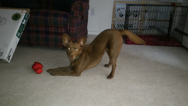 Little Red, a Russell-type Terrier and American Eskimo Dog mix tested with EmbarkVet.com