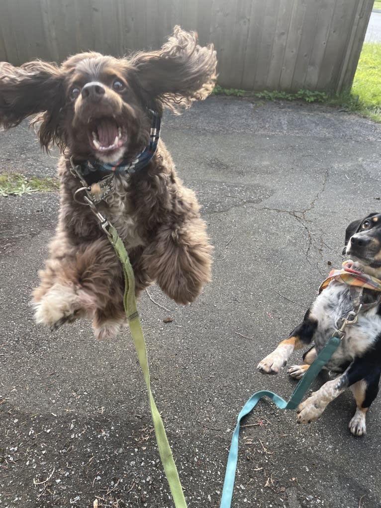 Walter, a Cocker Spaniel and Dachshund mix tested with EmbarkVet.com