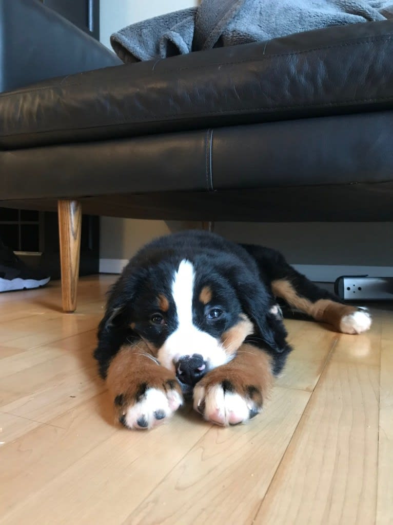 Teddy, a Bernese Mountain Dog tested with EmbarkVet.com