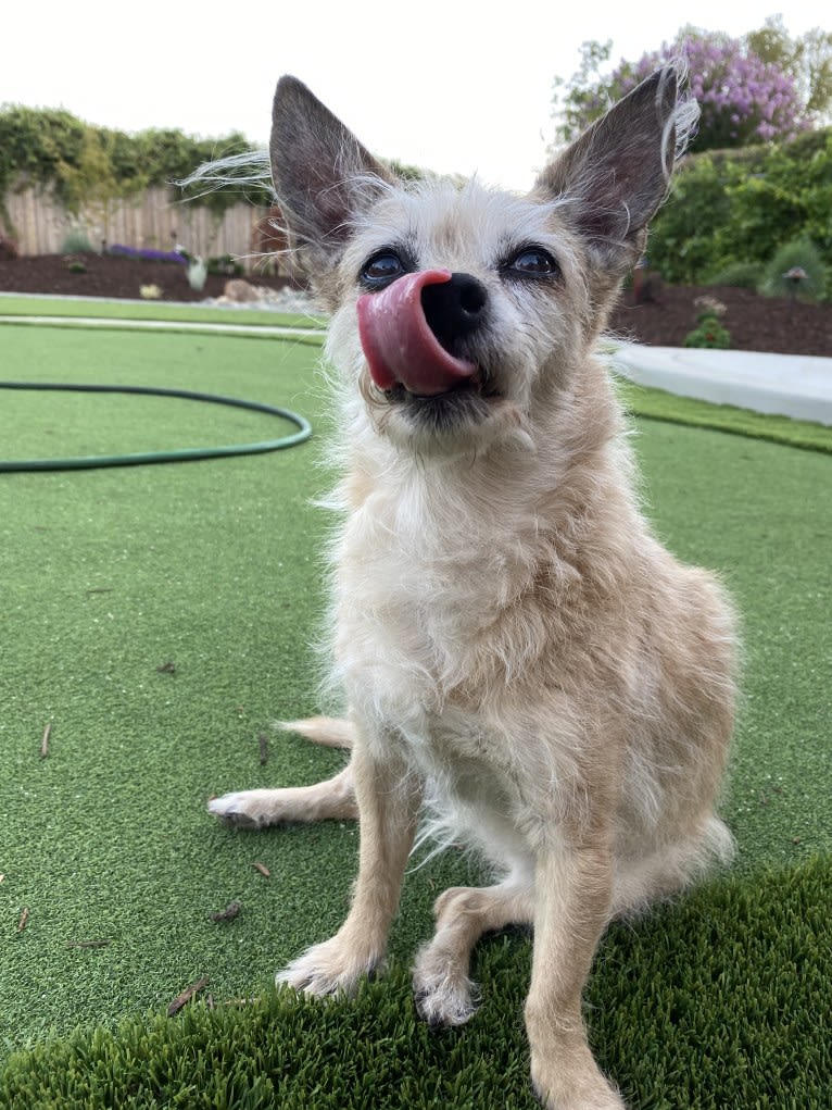 Kenzie, a Chihuahua and Poodle (Small) mix tested with EmbarkVet.com