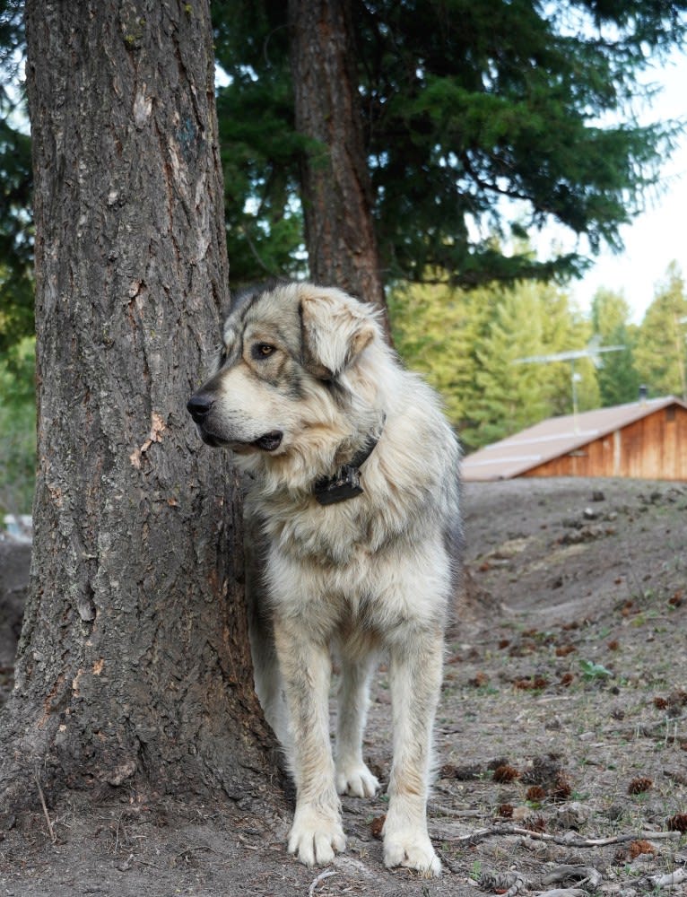 Wade, a Sarplaninac tested with EmbarkVet.com