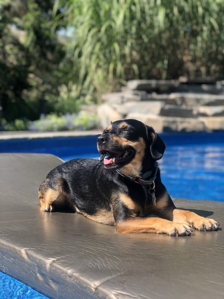 Cody, a Rat Terrier and Cocker Spaniel mix tested with EmbarkVet.com