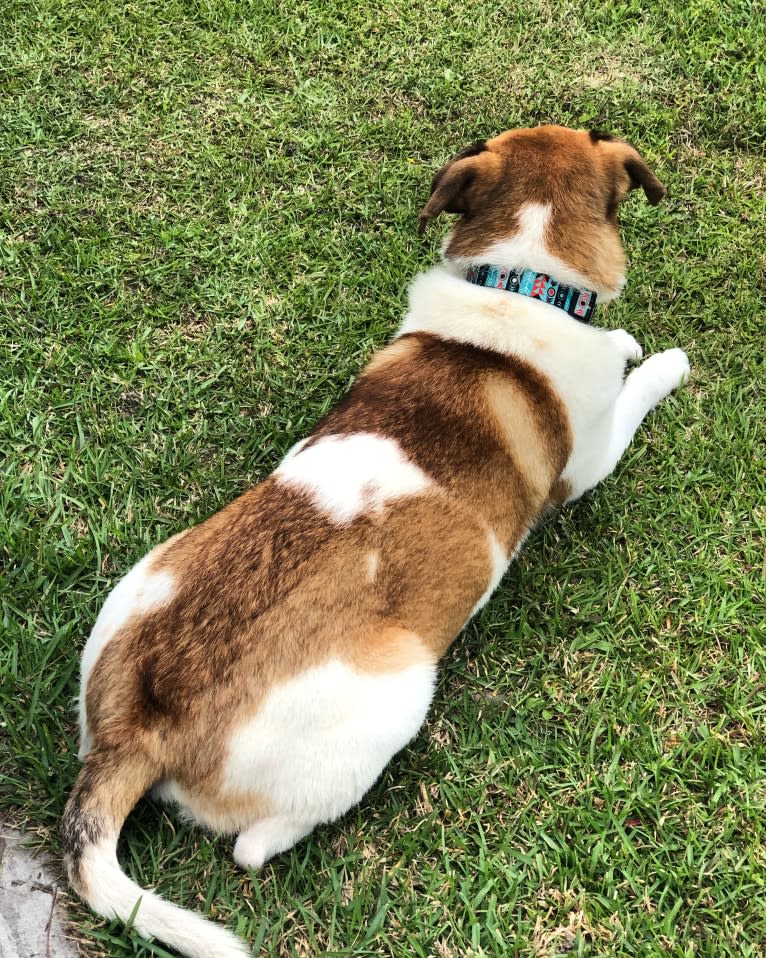 Rotor Blade Worrell, a Chow Chow and American Pit Bull Terrier mix tested with EmbarkVet.com