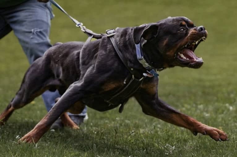 Kratos Raiju, a Rottweiler tested with EmbarkVet.com