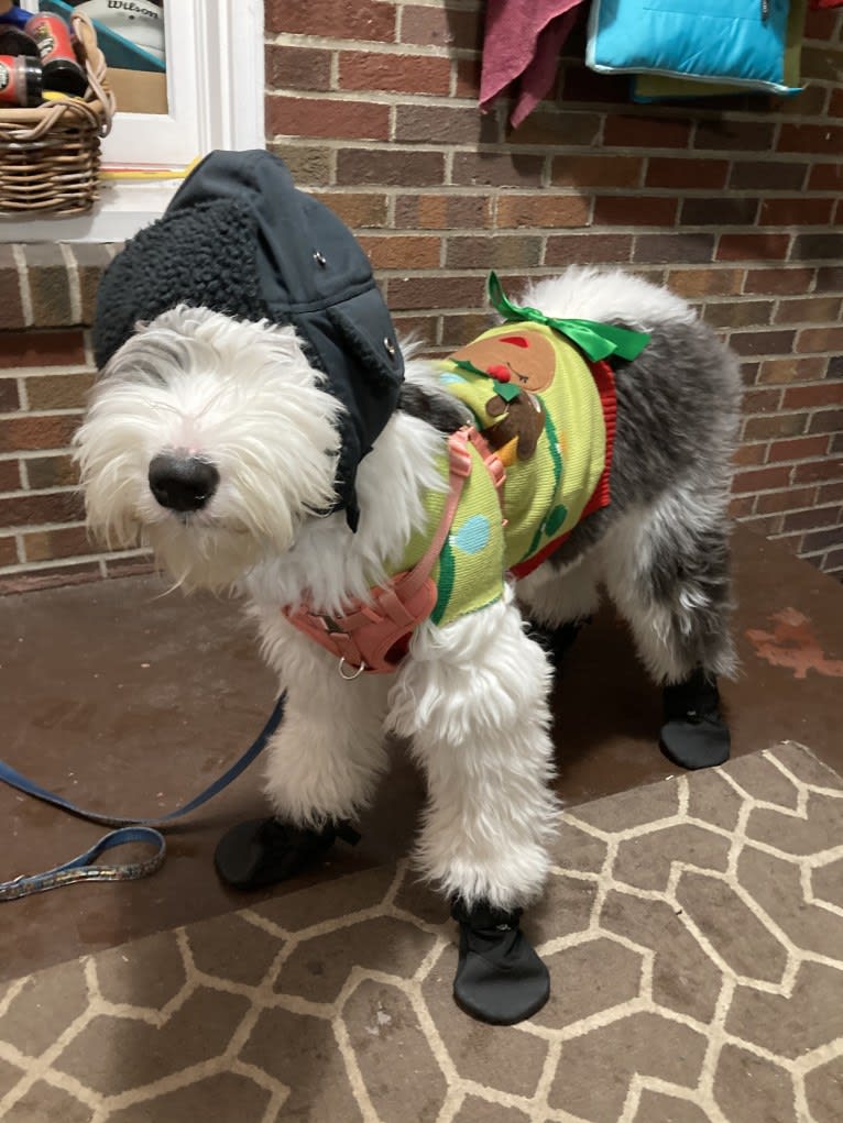 Indy, an Old English Sheepdog tested with EmbarkVet.com