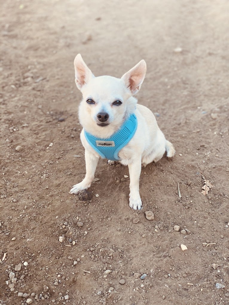 Sarah, a Chihuahua tested with EmbarkVet.com