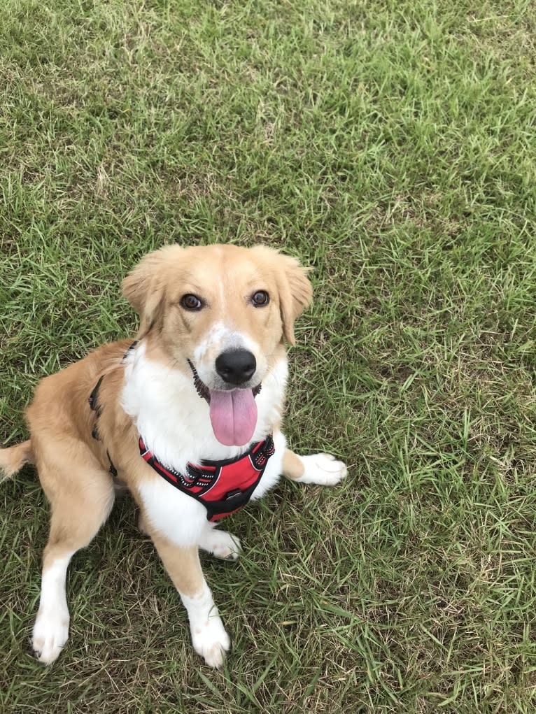 Charlie, an Australian Shepherd and American Pit Bull Terrier mix tested with EmbarkVet.com