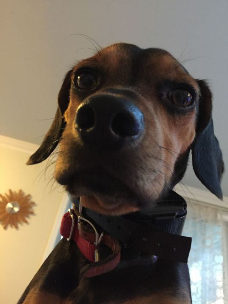 Bruno, a Beagle and Miniature Pinscher mix tested with EmbarkVet.com