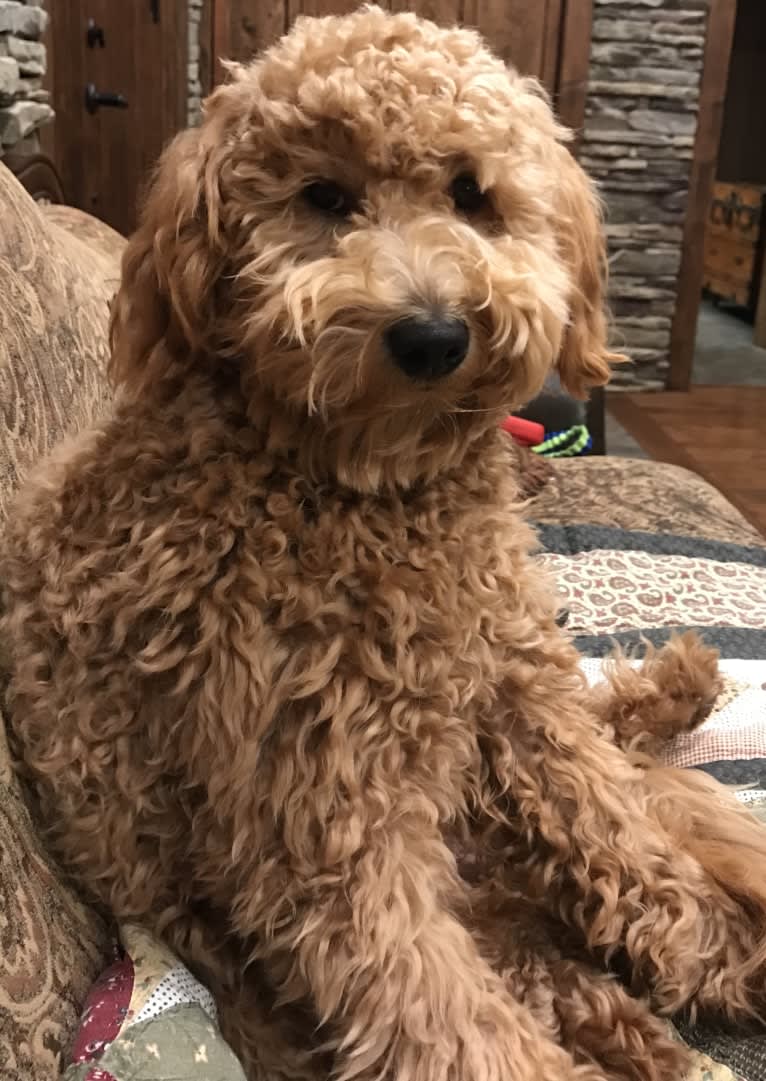 Charly, a Goldendoodle tested with EmbarkVet.com
