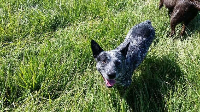 Zip, an Australian Cattle Dog tested with EmbarkVet.com