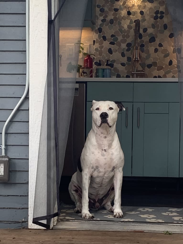 Auggie, an American Pit Bull Terrier and American Staffordshire Terrier mix tested with EmbarkVet.com