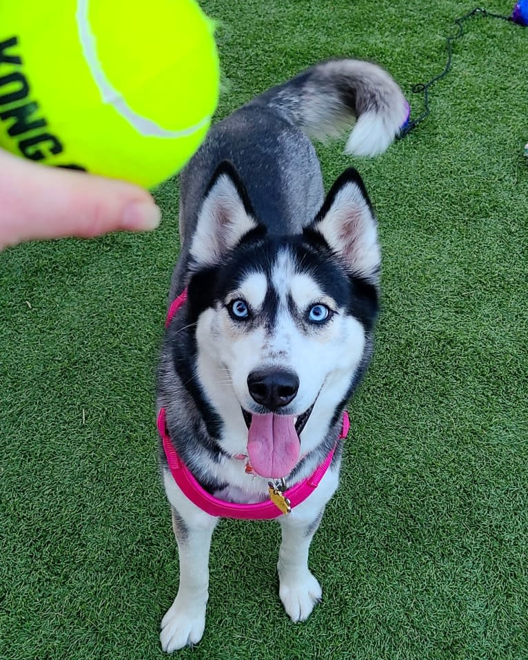 Teyla, a Siberian Husky tested with EmbarkVet.com